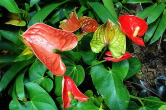 红掌花开败了如何办