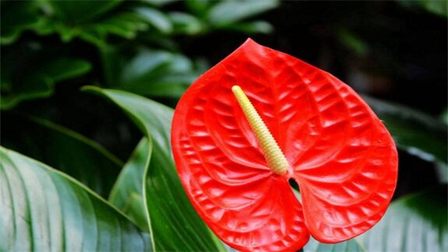 红掌花枯萎了如何办