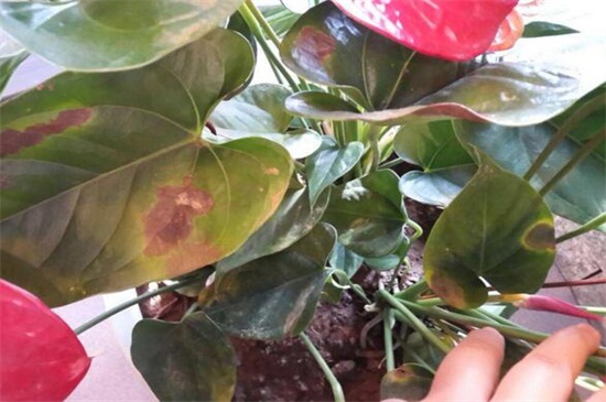 红掌花枯萎了如何办