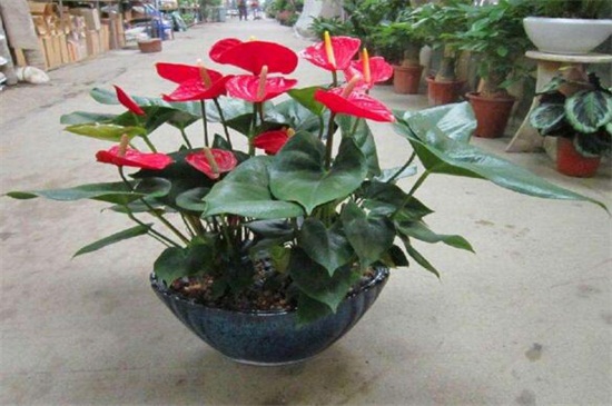 红掌花枯萎了如何办