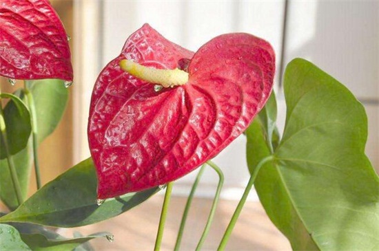 红掌花枯萎了如何办