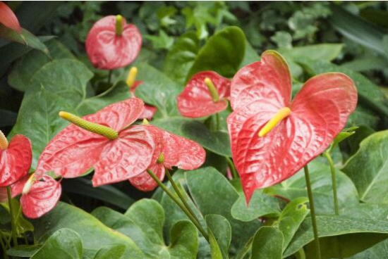 红掌花枯萎了如何办，七种办法教你如何挽救