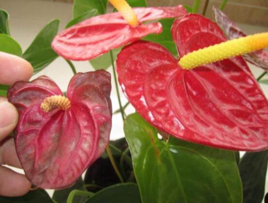 红掌花枯萎了如何办，七种办法教你如何挽救