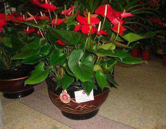 红掌花枯萎了如何办，七种办法教你如何挽救