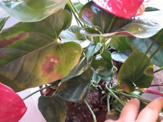 红掌花枯萎了如何办，七种办法教你如何挽救