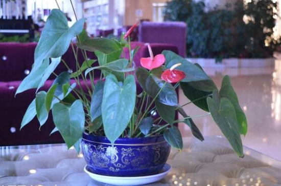 红掌花枯萎了如何办，七种办法教你如何挽救