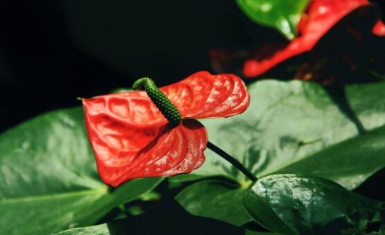 红掌花枯萎了如何办，七种办法教你如何挽救