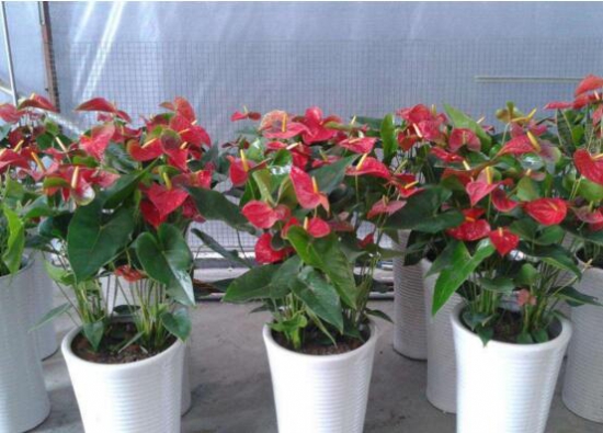 红掌花枯萎了如何办，七种办法教你如何挽救