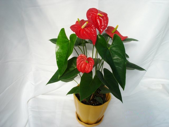 红掌花盆景 红掌花的养殖办法和留意事项:喜湿润环境,忌日光直射