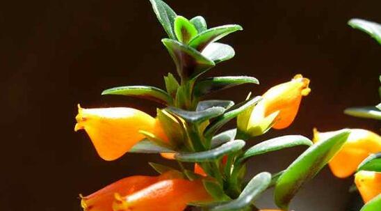 金鱼吊兰几月份开花,花期在三月到五月