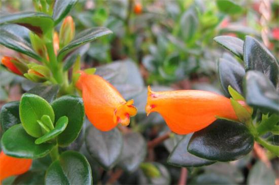 金鱼吊兰几月份开花,花期在三月到五月