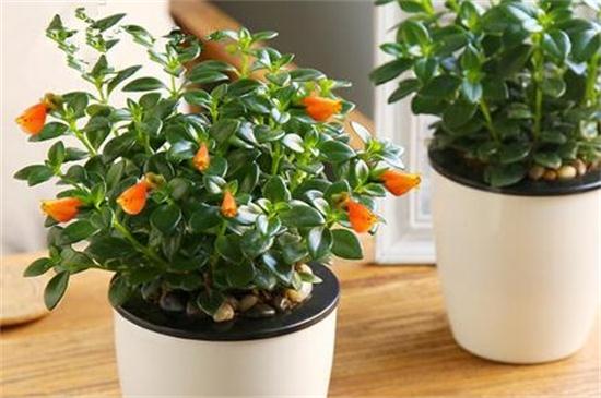 金鱼吊兰几月份开花,花期在三月到五月