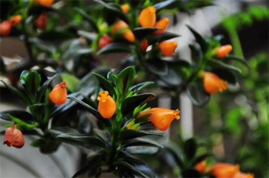 金鱼吊兰几月份开花,花期在三月到五月