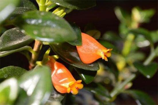 金鱼吊兰几月份开花,花期在三月到五月