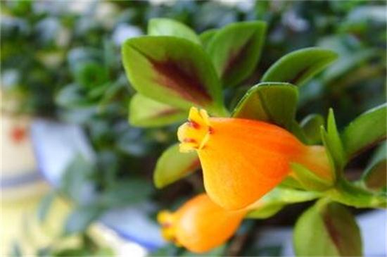 金鱼吊兰几月份开花,花期在三月到五月