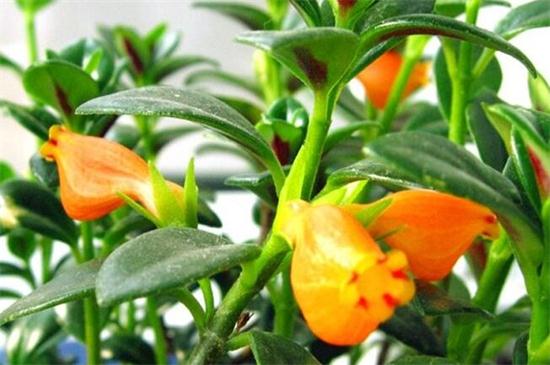 金鱼吊兰几月份开花,花期在三月到五月