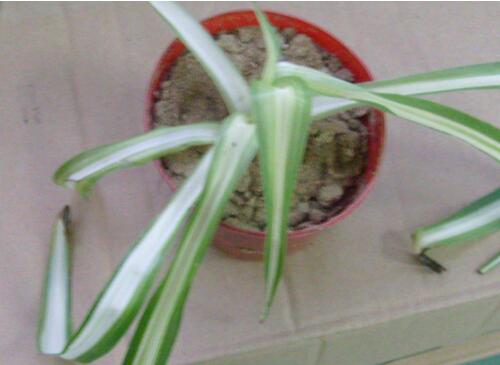 吊兰花浇水大了蔫了如何办，3个步骤处理浇水蔫了问题