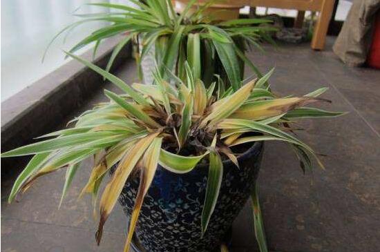 吊兰花浇水大了蔫了如何办，3个步骤处理浇水蔫了问题