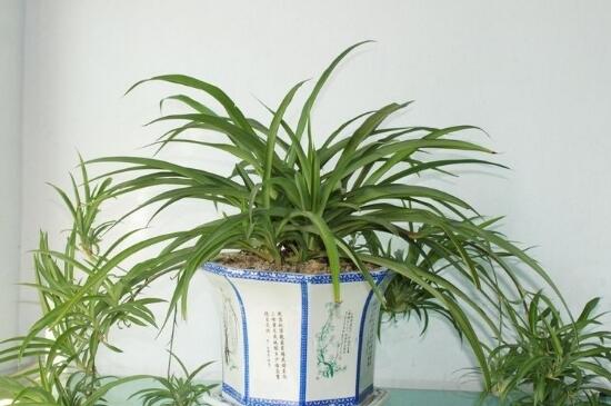 吊兰花浇水大了蔫了如何办，3个步骤处理浇水蔫了问题