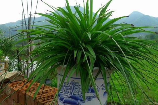 吊兰花浇水大了蔫了如何办，3个步骤处理浇水蔫了问题