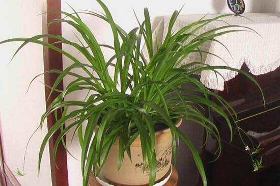 吊兰花浇水大了蔫了如何办，3个步骤处理浇水蔫了问题