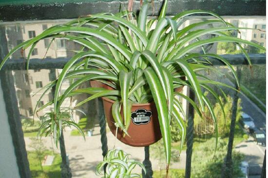 吊兰花浇水大了蔫了如何办，3个步骤处理浇水蔫了问题