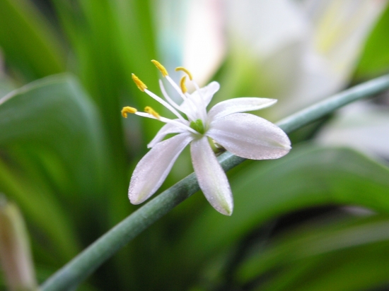 吊兰花的养殖办法和留意事项：过干燥叶片会枯焦