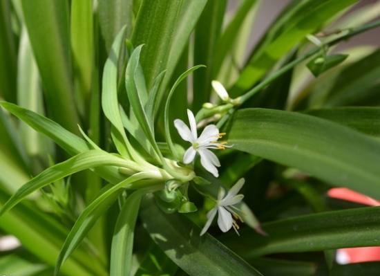 吊兰花的养殖办法和留意事项：过干燥叶片会枯焦