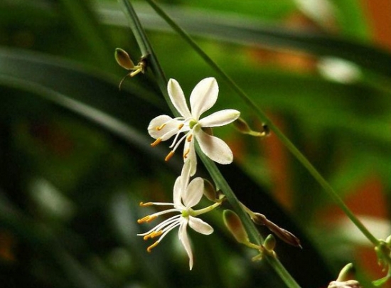 吊兰花的养殖办法和留意事项：过干燥叶片会枯焦