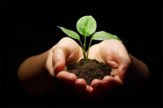 山茶花树种植技术，掌握8种办法可迅速生长