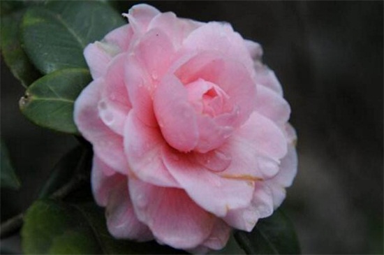 山茶花树种植技术，掌握8种办法可迅速生长