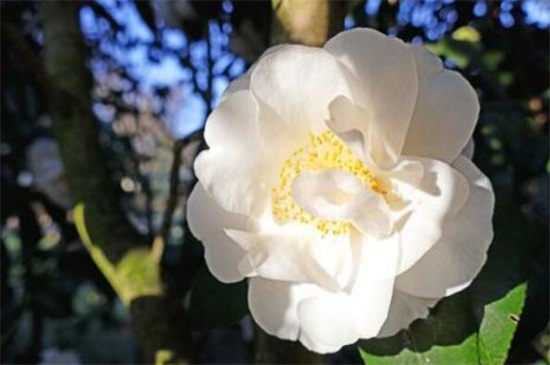 山茶花树种植技术，掌握8种办法可迅速生长