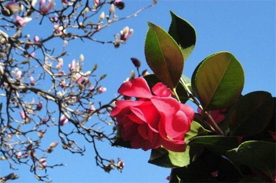 山茶花树种植技术，掌握8种办法可迅速生长