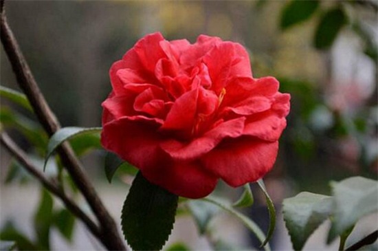 山茶花树种植技术，掌握8种办法可迅速生长