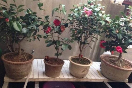 山茶花树种植技术，掌握8种办法可迅速生长