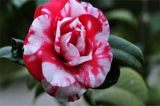 山茶花树种植技术，掌握8种办法可迅速生长