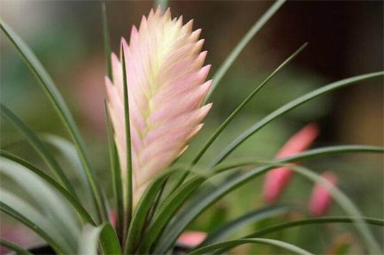 铁兰花为何变绿了