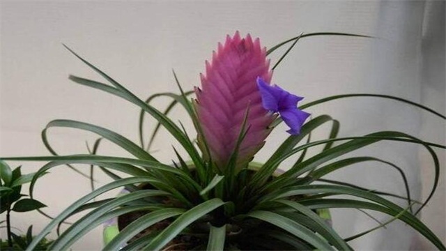 铁兰花的养殖办法