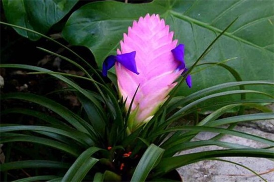 铁兰花的养殖办法
