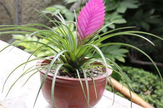 铁兰花的养殖办法