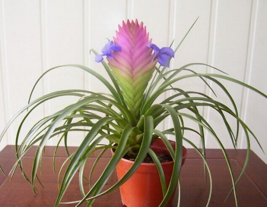 铁兰花的养殖办法和留意事项：喜排水性良好的壤土