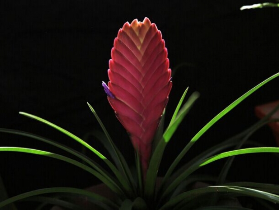 铁兰花的养殖办法和留意事项：喜排水性良好的壤土