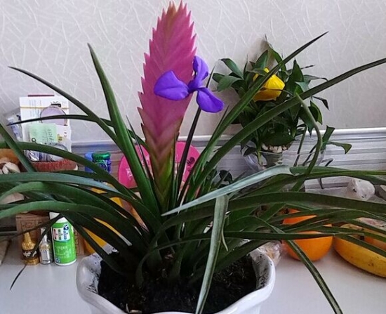 铁兰花的养殖办法和留意事项：喜排水性良好的壤土