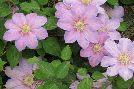 阿斯匹林不适合养的花,盘点4种喜碱性花卉