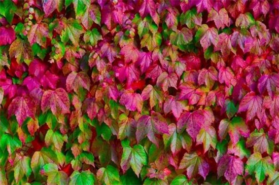 阿斯匹林不适合养的花,盘点4种喜碱性花卉