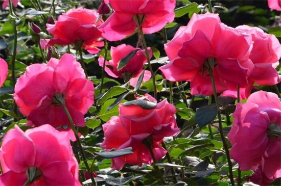 阿斯匹林不适合养的花,盘点4种喜碱性花卉