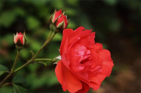 小月季花头耷拉如何办,增强光照控制水量