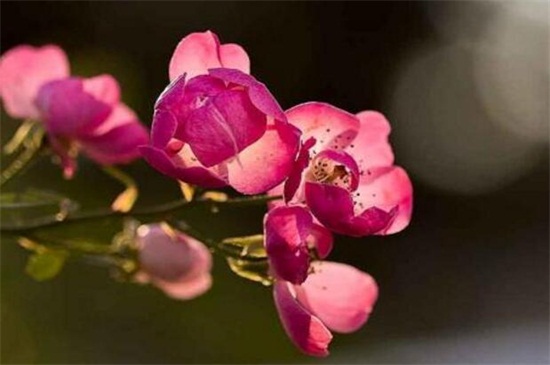 小月季花头耷拉如何办,增强光照控制水量