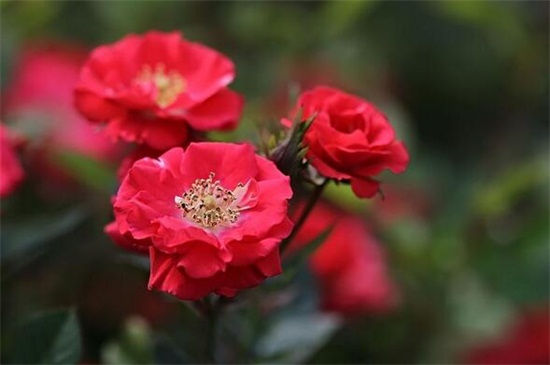 小月季花头耷拉如何办,增强光照控制水量