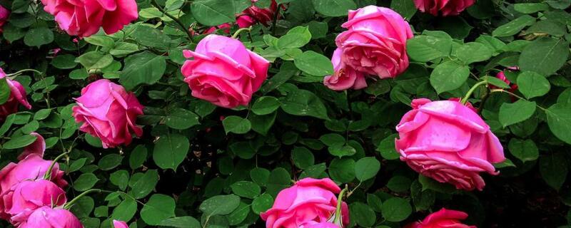 月季花冬季如何修枝